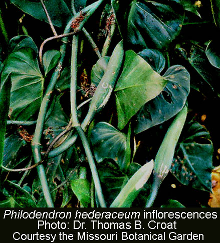 Philodendron hederaceum inflorescences, Photo Courtesy Dr. Thomas B. Croat