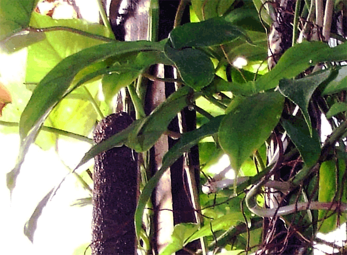 Philodendron P69686, Photo Copyright 2008, Steve Lucas, www.ExoticRainforest.com