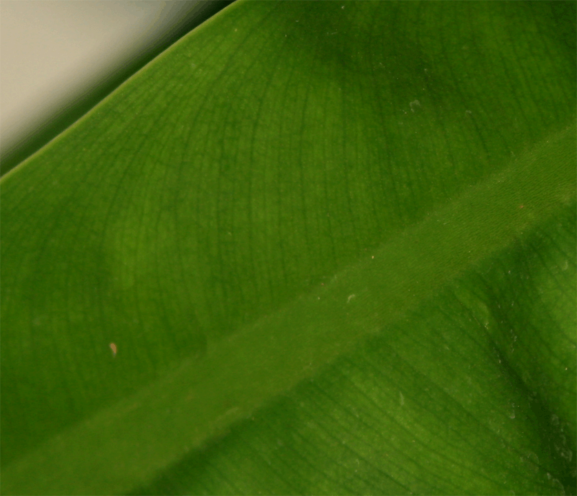 Philodendron crassinervium Lindl., Photo Copyrigght Steve Lucas, www.ExoticRainforest.com