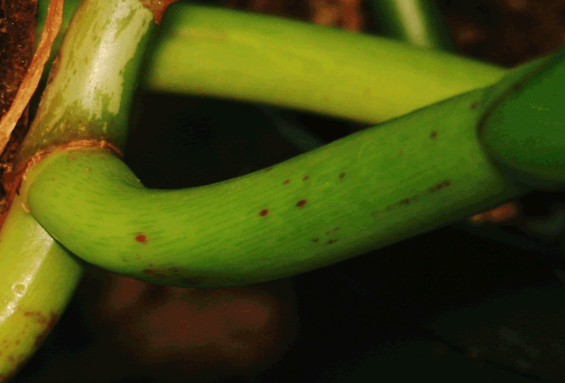 Philodendron crassinervium Lindl., Photo Copyrigght Steve Lucas, www.ExoticRainforest.com