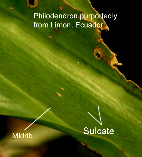Philodendron Limon sulcate midrib, Photo Copyright 2008, Steve Lucas, www.ExoticRainforet.com