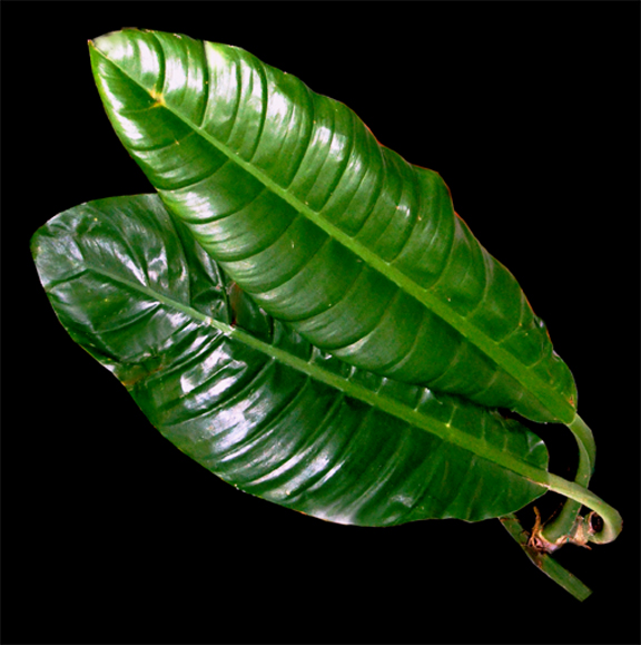 Philodendron Limn, collected in Euador, Photo Copyright Steve Lucas, 2009, www.ExoticRainforest.com