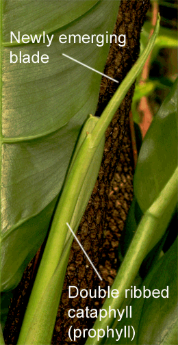 Philodendron Species unknown purportedly collected near Limon, Ecuador, Photo Copyright 2009, Steve Lucas, www.ExoticRainforest.com