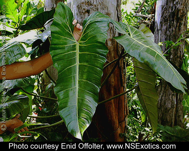 Philodendron Superbum, not a scientifically described species, Photo Copyright 2008, Enid Offolter, www.NSExotics.com