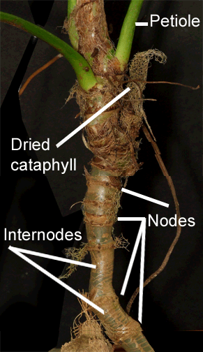 Philodendron albovirescens internodes and nodes, looks like Philodendron corrugatum, Photo Copyright 2009, Steve Lucas, www.ExoticRainforest.com