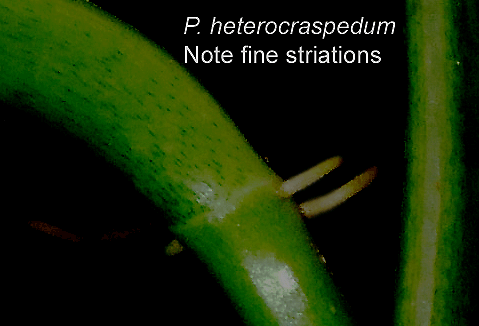 Philodendron heterocraspedum, striations on petiole, Photo Copyright 2008, Steve Lucas, www.ExoticRainforest.com