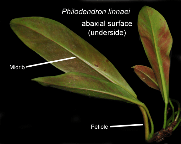 Philodendron linnaei, Abaxial leaf surface (underside), Photo Copyright 2009, Steve Lucas, www.ExoticRainforest.com