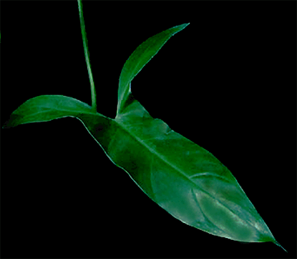 Philodendron mexicanum, Photo Copyright 2006, Steve Lucas, www.ExoticRainforest.com