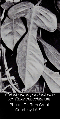 Philodendron panduriform adult leaf, Copyright Dr. Tom Croat, Missouri Botanical Garden