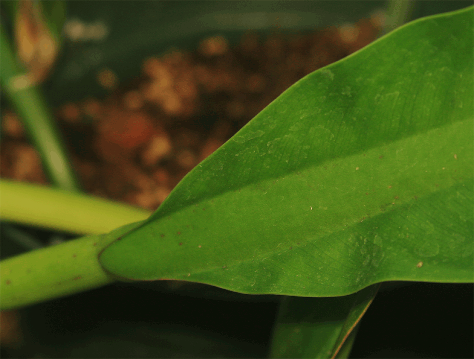 Philodendron crassinervium Lindl., Photo Copyrigght Steve Lucas, www.ExoticRainforest.com