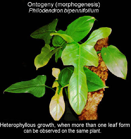 Philodendorn bipennifolium heteroblastic change, Photo Copyright 2008, Steve Lucas, www.ExoticRainforest.com
