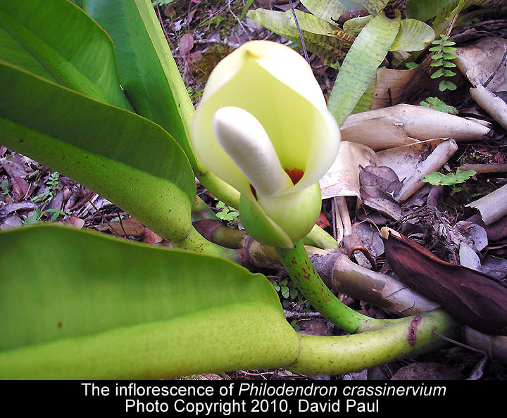 Philodendron crassinervium inflorescence, Photo copyright 2010, David Paul