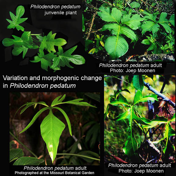 Philodendron pedatum natural variation, Photos Copyright Steve Lucas and Joep Moonen, www.ExoticRainforest.com