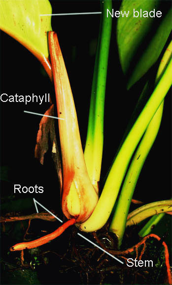 Philodendron pusillum cataphyll, roots, stem, Photo Copyright 2010 Steve Lucas, www.Exoticrainforest.com