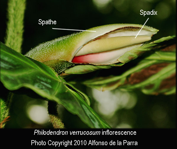 Philodendron verrucosum inflorescence, spathe and spadix, Photo Copyright 2010  Alfonso de la Parra,