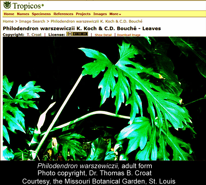 Philodendron warszewiczii, Photo Copyright Dr. Thomas B Croat, Courtesy the Missouri Botanial Garden, St. Louis