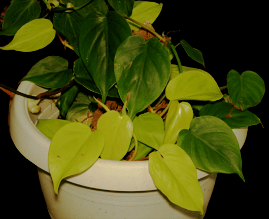 Philodendron 'Brasil', a registered cultivar of Philodendron hederaceum, Photo Copyright 2009, Steve Lucas, www.ExoticRainforest.com