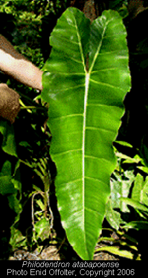 Philodendron atabapoense, Photo Copyright 2006, Enid Offolter, Natural Selections Exotics, Fort Lauderdale, FL