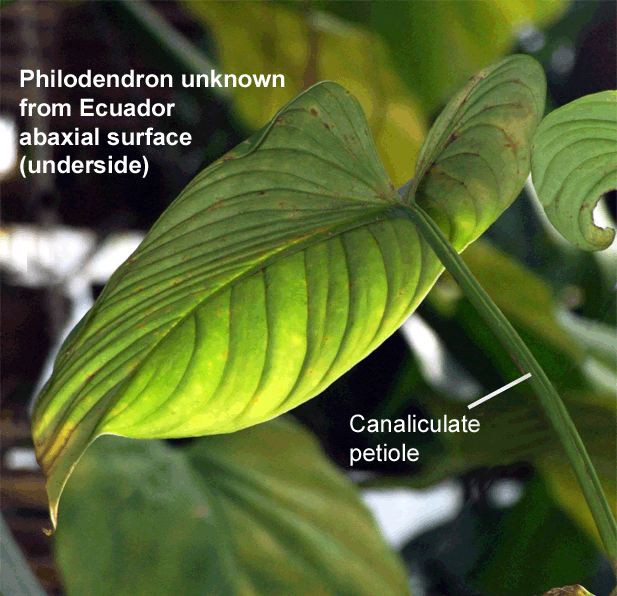 Undecribed Philodendron species from Ecuador, sometimes incorrectly sold as Philodendron rubrocinctum, Photo Copyright 2009, Steve Lucas, www.ExoticRainforest.com