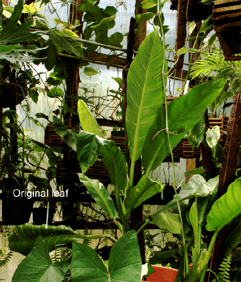 Philodendron Species unknown purportedly collected near Limon, Ecuador, Photo Copyright 2009, Steve Lucas, www.ExoticRainforest.com
