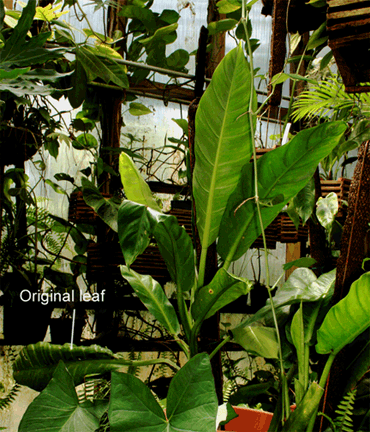 Philodendron Species unknown purportedly collected near Limon, Ecuador, Photo Copyright 2009, Steve Lucas, www.ExoticRainforest.com