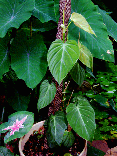 Philodendron hederaceum, also known as Philodendron scandens, Philodendron micans, Philodendron oxycardium, Philodendron miduhoi, Photo Copyright 2008, Steve Lucas, www.ExoticRainforest.com
