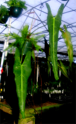 Philodendron spiritus-sancti, Photo copyright 2007, Steve Lucas, www.ExoticRainforesst.com