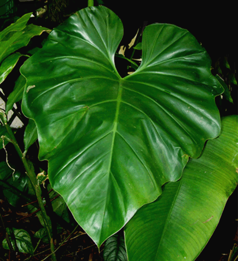 Philodendron subincisum, known incorrectly as Philodendron wilsonii, Photo Copyright 2006, Steve Lucas, www.ExoticRainforest.com
