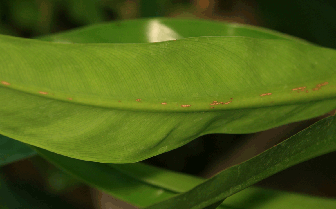 Philodendron crassinervium Lindl., Photo Copyrigght Steve Lucas, www.ExoticRainforest.com