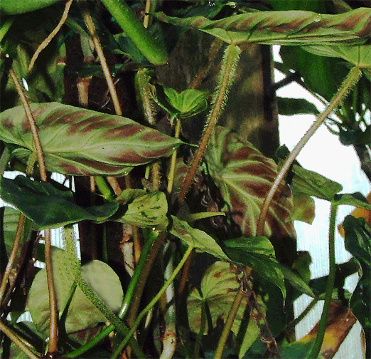 Philodendron verrucosum, Photo Copyright 2008, Steve Lucas, www.ExoticRainforest.com