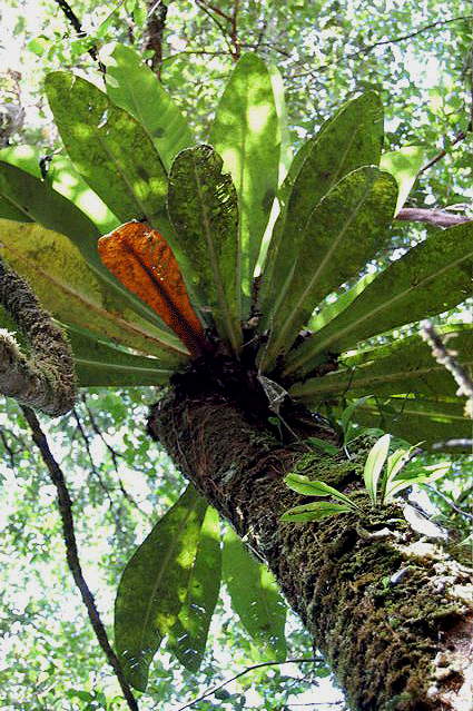 Philodendron insigne Schott, Photo Copyright 2008, Jeop Moonen, French Guiana