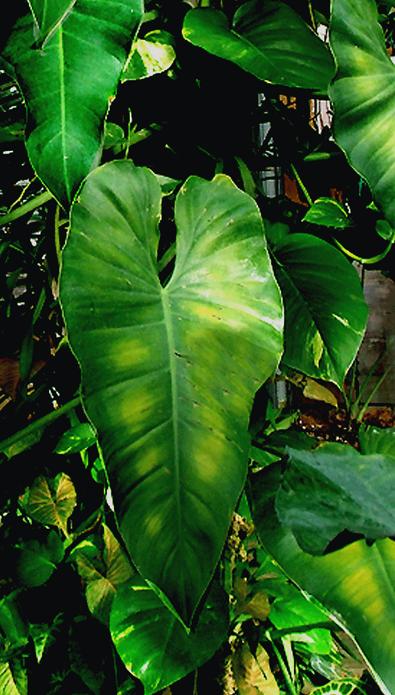 Philodendron sagittifolium, Photo Copyright 2007, Steve Lucas, www.ExoticRainforest.com