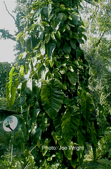 Philodendron subincisum, Photo Copyright Joe Wright