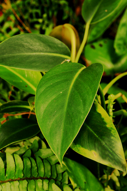Philodendron pusillum, Photo Copyright 2009, Steve Lucas, www.ExoticRainforest.com