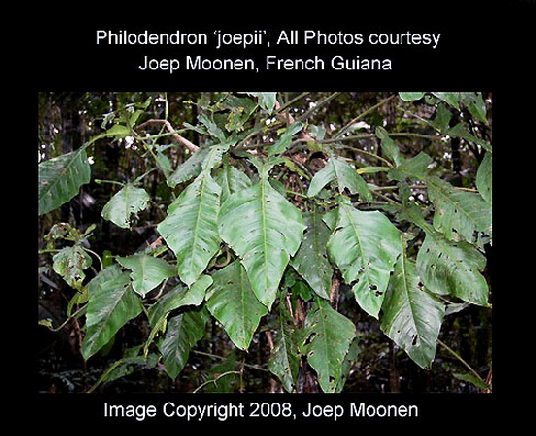 Philodendron 'joepii', Copyright 2008, Joep Moonen, www.ExoticRainforest.com