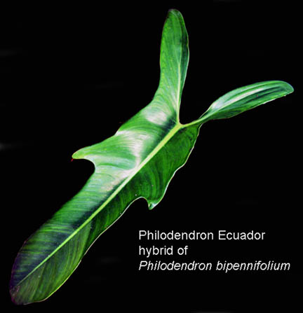 Philodendron Ecuador, a hybrid of Philodendron bipennifolium, Photo Copyright 2010 Steve Lucas, www.ExoticRainforest.com