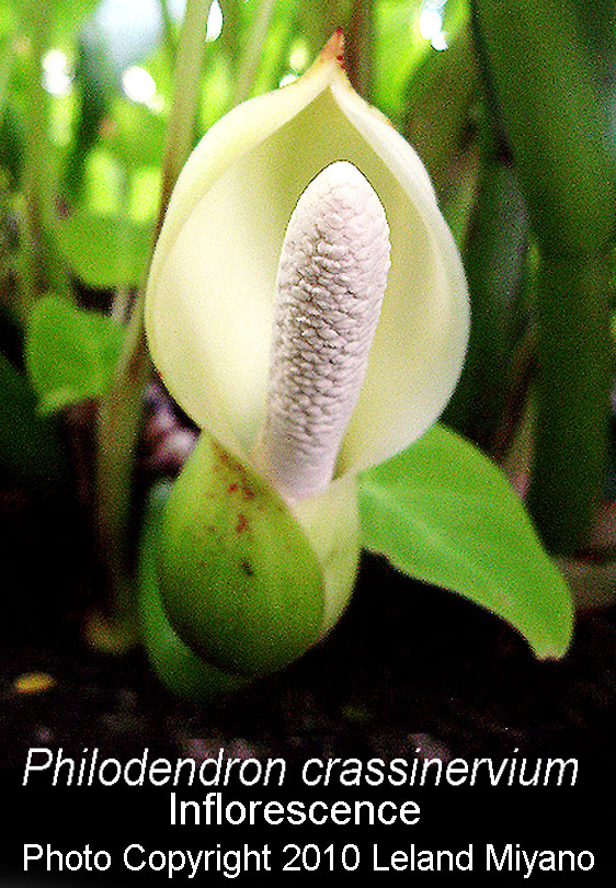 Philodendron crassinervium inflorescence, Photo Copyright 2010 Leland Miyano