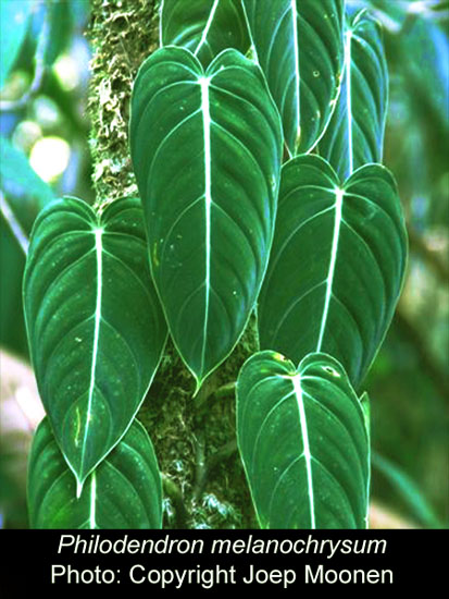 Philodendron melanochrysum Linden & Andr, Photography copyright 2010 Joep Moonen