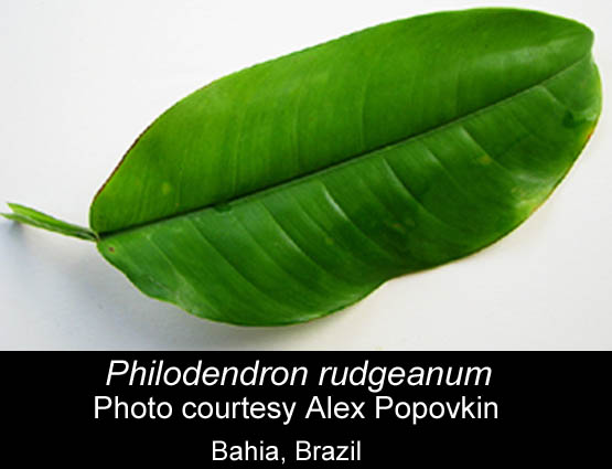 Philodendron rudgeanum, Photo Copyright Alex Popovkin, Bahia Brazil