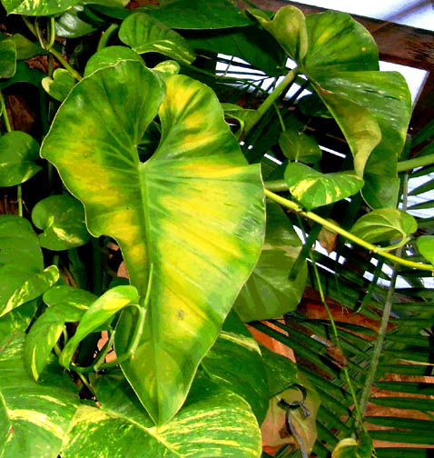 Philodendron sagittifolium, Photo Copyright 2008, Steve Lucas, www.ExoticRainforest.com