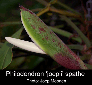 Philodendron 'joepii' spathe, Photo Copyright 2007, Joep Moonen, French Guiana