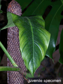 Philodendron barrosoanum juvenile, Photo copyright 2008, Steve Lucas, www.ExoticRainforest.com