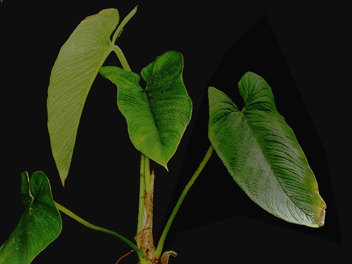 Philodendron albovirescens