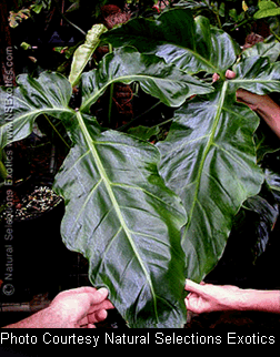 Philodendron barrosoanum, Photo Copyright 2007, Enid Offolter, Natural Selections Exotics