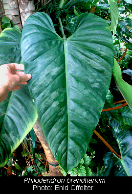 Philodendron brandtianum, often confused with Philodendron variifolium, Photo Copyright Enid Offolter, Natural Selections Exotics