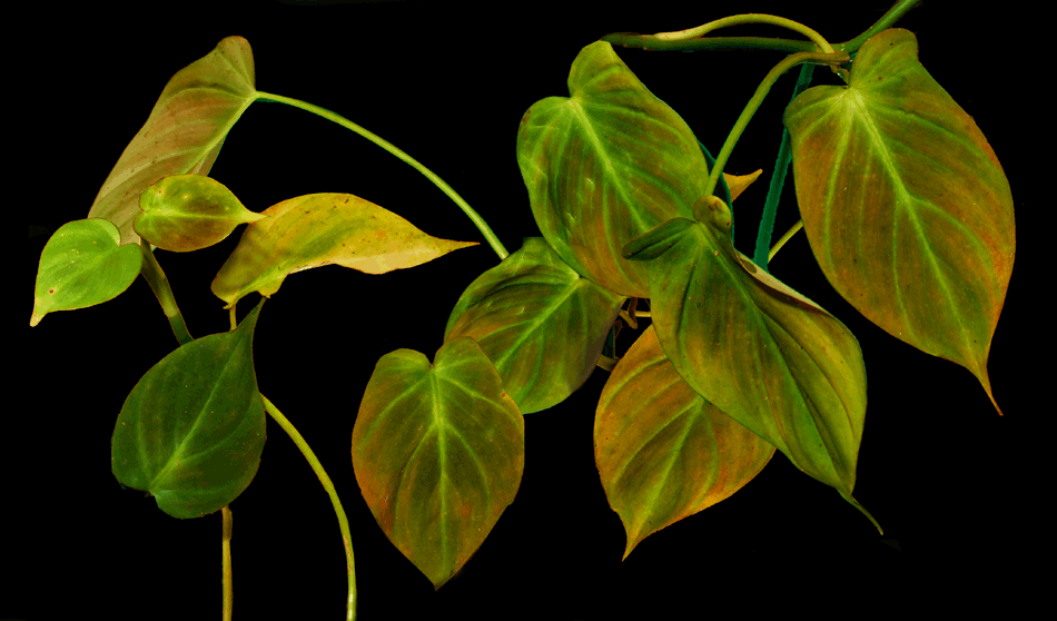 Philodendron camposportoanum- juvenile,  Copyright Steve Lucas