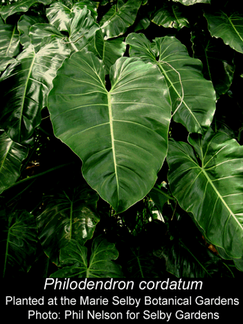 Philodendron cordatum photographed at the Marie Selby Botanical Gardens, Sarasota, FL.  Photo Copyright 2008, Phil Nelson for Selby Gardens.