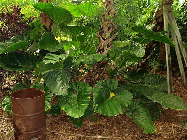 Philodendron giganteum Schott, Photo Copyright 2008, Buddy Poulsen, Naples, FL.