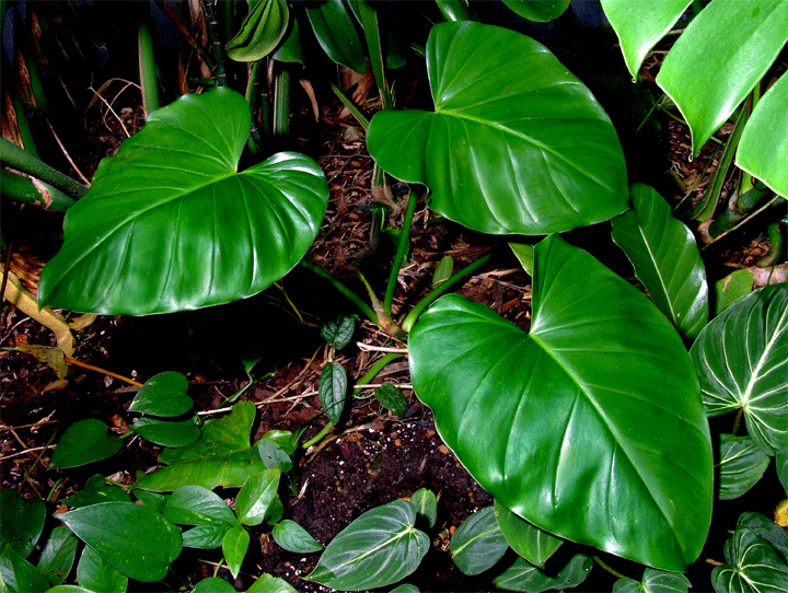large leafy plants
