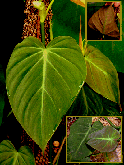Philodendron hederaceum, also known as Philodendron scandens, Philodendron micans, Philodendron oxycardium, Philodendron miduhoi, Photo Copyright 2008, Steve Lucas, www.ExoticRainforest.com
